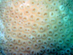 DSCF8159 koral detail